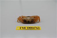 藏品(隆背大眼蟹)的圖片